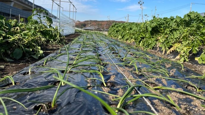 タマネギ最後の畝を植え付けました