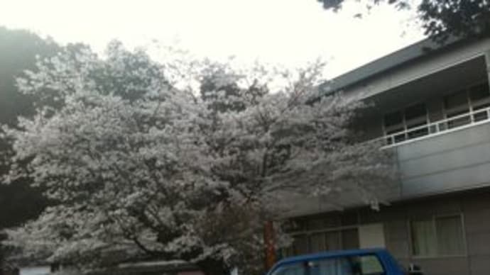 500坪の庭の桜、満開！
