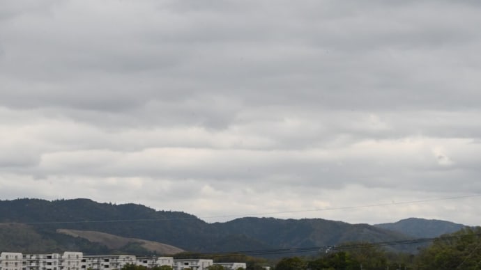紅紫色のハナズオウが
