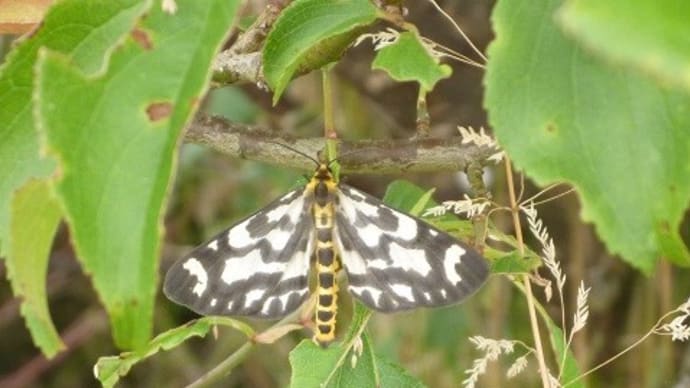 ウメエダシャク 【身近な生き物たち90】