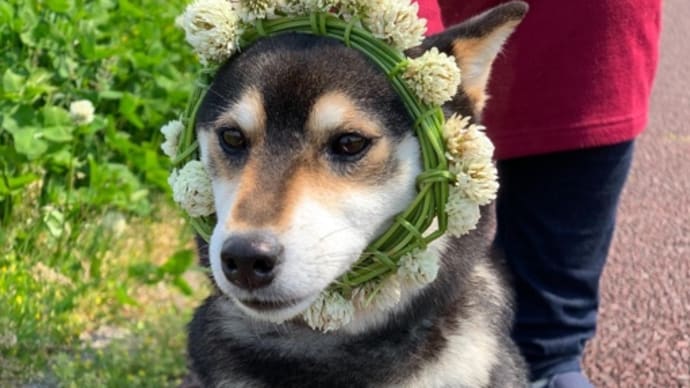 花冠
