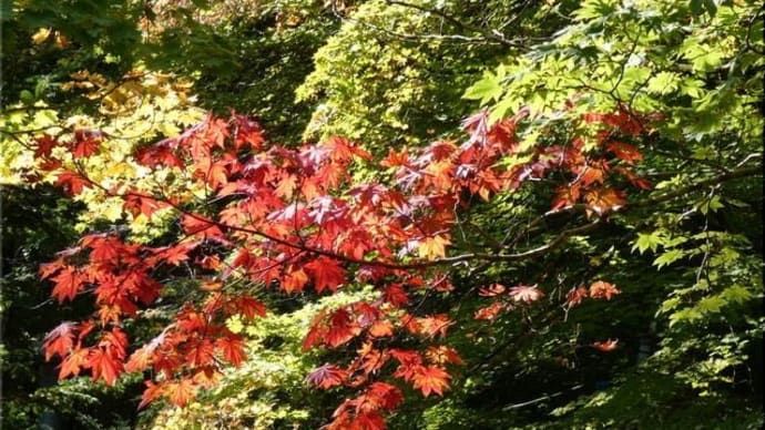 チラホラと紅葉が。