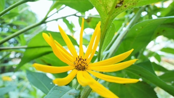 イヌキクイモとショウガの花(赤塚植物園 2021.8.22撮影)
