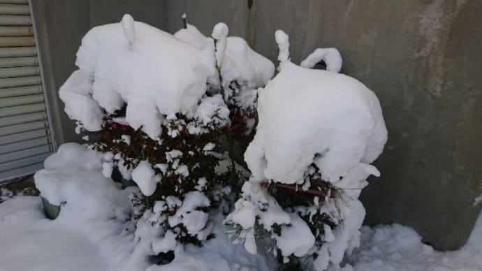 寒い!地吹雪、札幌!