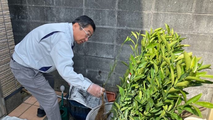 高田みかんの引き渡しです。