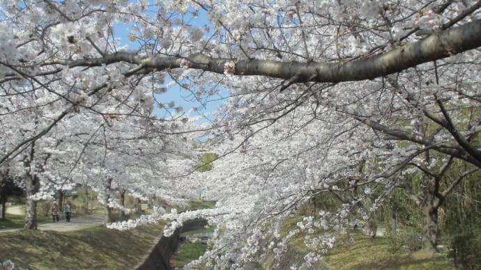 豊田:水無瀬川の桜