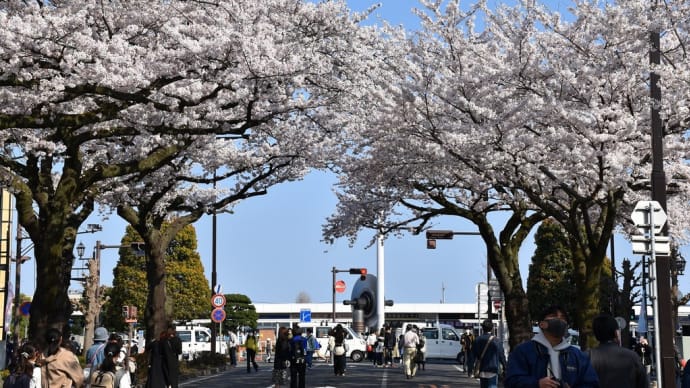 さくら狩り 茨城県日立市平和町 第58回日立さくらまつり:平和通り(1)日本のさくら名所100選