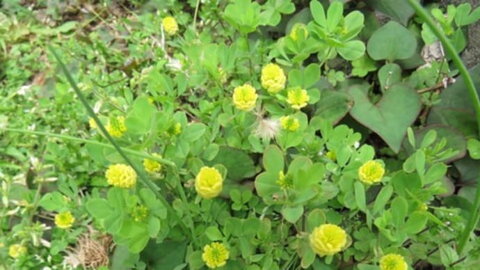 小さな庭の小さなお花