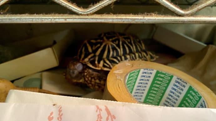 ☆ホシガメ☆道具箱の中で寝るwww(-_-)zzz