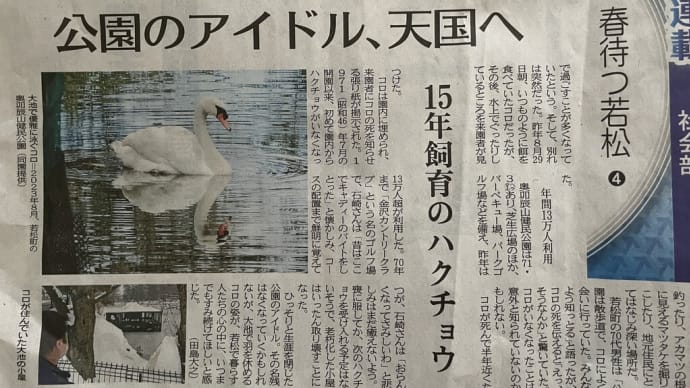 ●奥卯辰山健民公園 公園のアイドル 白鳥コロちゃん、天国へ 新聞記事