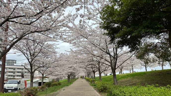 千本桜を観に行ってきました