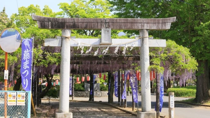 大天白神社の藤