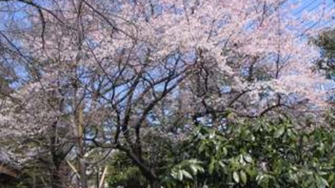 中院の桜2007