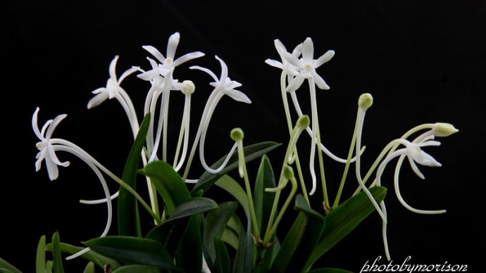 フウラン「山採り(土佐陽炎)」の花(過去の画像倉庫から)