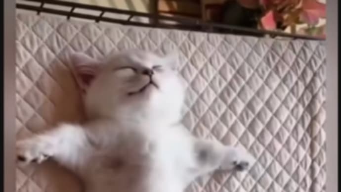 今日も一日お疲れさま🐱🐕