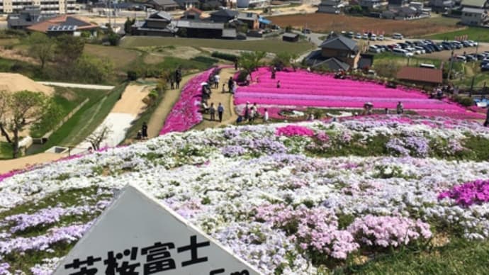 芝桜富士