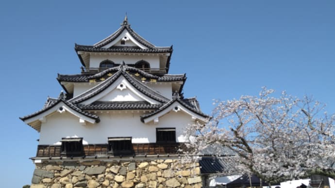 彦根城と満開の桜