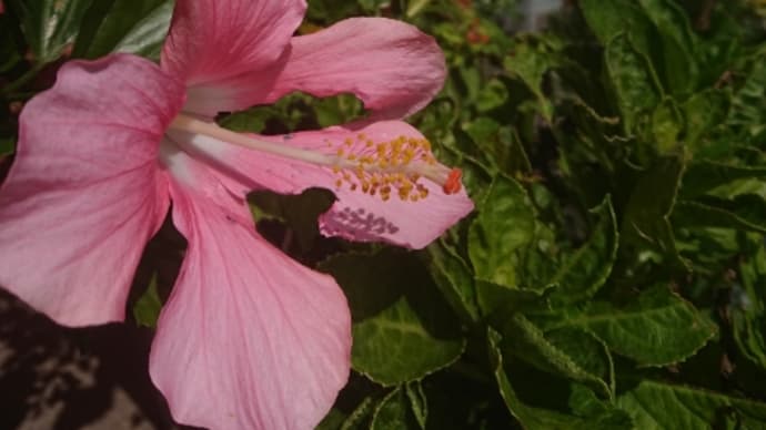 小野園 花の彩り