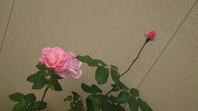定期検診+追加情報あり