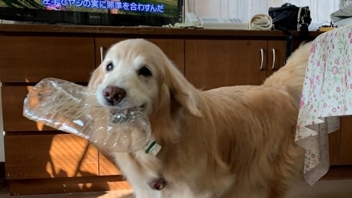 京都植物園