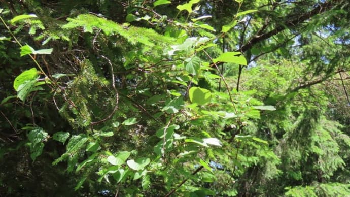 高ボッチ高原・鉢伏山の植物　ミヤママタタビ（深山木天蓼）