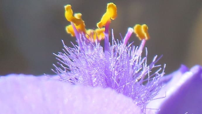 久しぶりの花写真