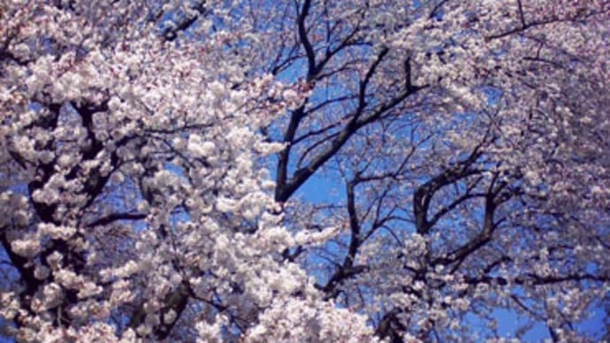 (仮)西の家 桜咲く