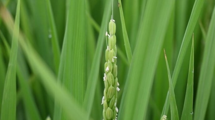 稲の花