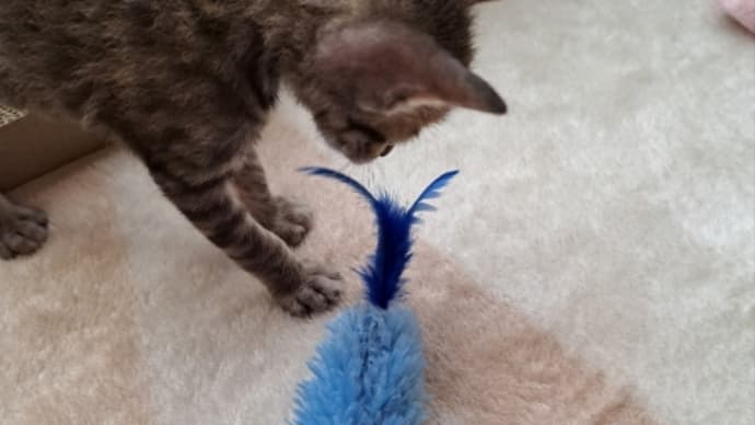 猫じゃらしが子守り!