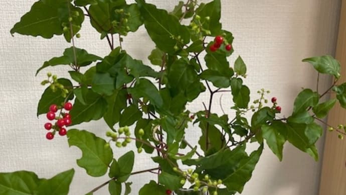 切り取って花瓶に
