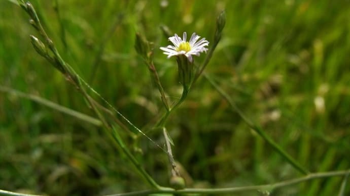 ヒロハホウキギク(広葉箒菊)ユウガギク(柚香菊)ムラサキルエリア・クサギカメムシ・シモフリスズメの幼虫・俳句鑑賞