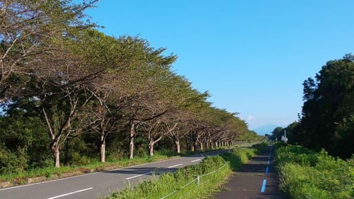 盆栽、どうすればよいのやら?