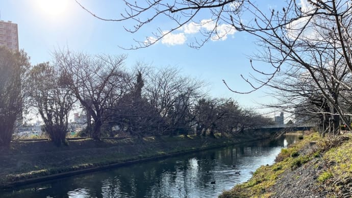 オオバンが〜