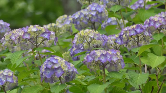 紫陽花が見頃の大仏公園を散策