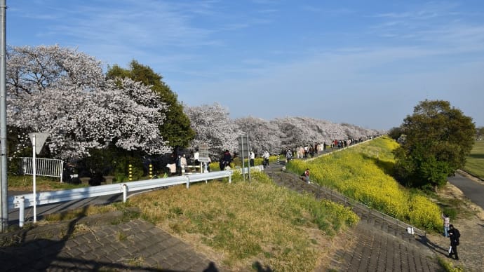 さくら狩り 埼玉県熊谷市 2022年熊谷桜まつり 熊谷桜堤(4)荒川大橋でUターン