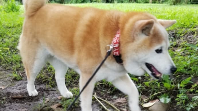 気になる~「愛犬の心理状態がわかる4つの歩き方」