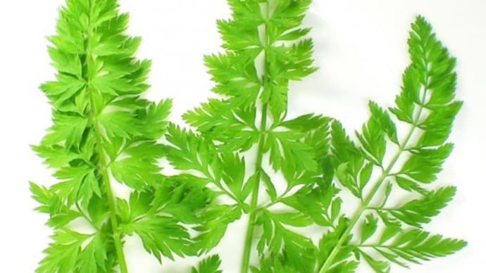 <珍しい野菜> グリーンマスタード