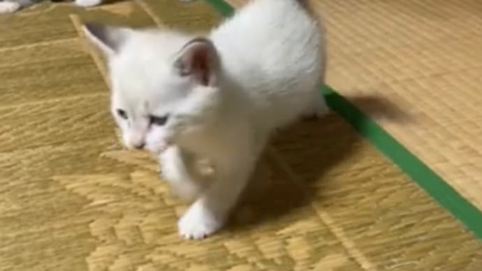 友人宅の子猫ちゃん