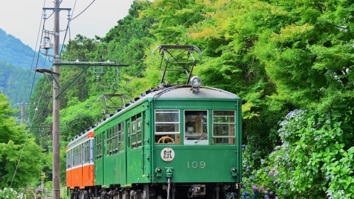 紫陽花も 待ってた森の ストレート
