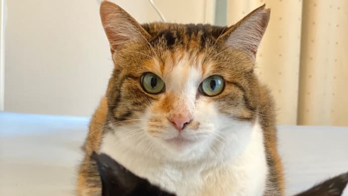 世界猫の日 2022