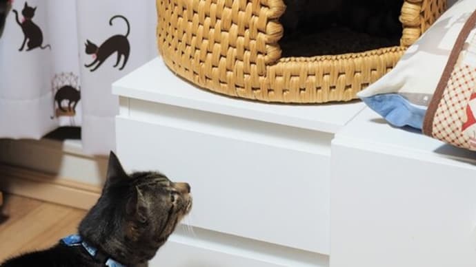 猫ちぐら(大)、珊瑚と醍醐も入れました!