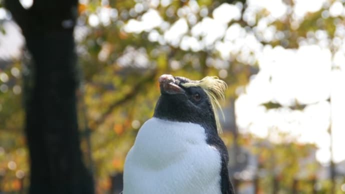 なつかしのペンギン風景　京都市動物園５