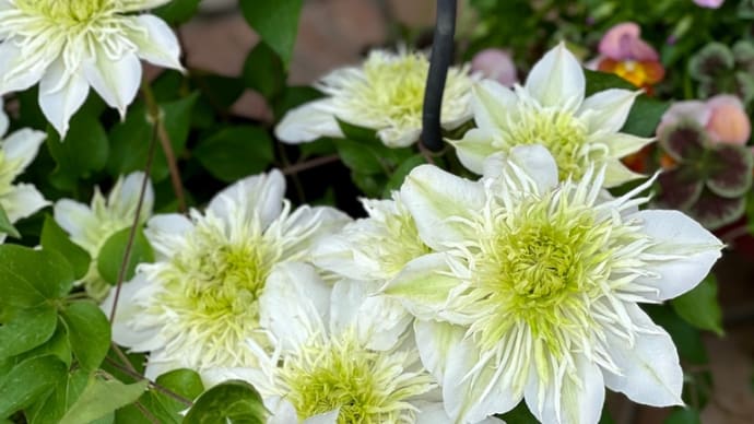 クレマチス花園と華川の植え替え(株分け) その⑨ 横殴りの雨