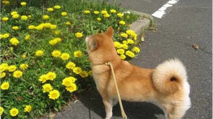 小春お昼の散歩