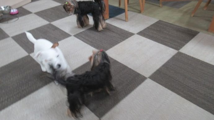 21/02/20 犬の幼稚園BuddyDog