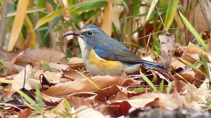 馬見丘陵公園 2025.1 野鳥(ルリビタキ・ヨシガモ)