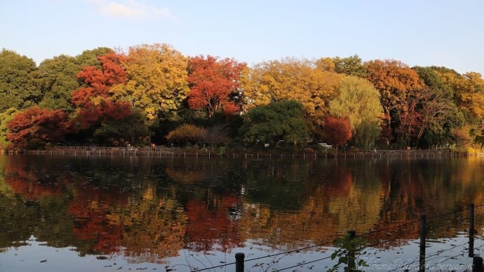 善福寺公園の紅葉