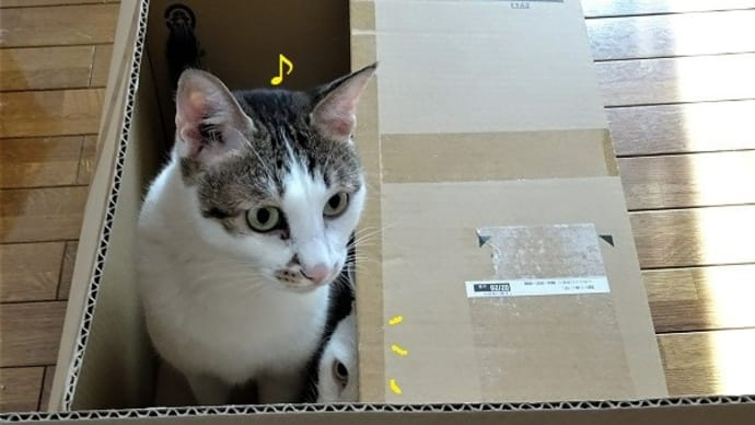 大きすぎる箱はNG？