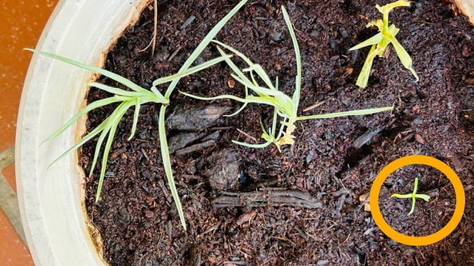 越冬カーネーションの挿し木🌱→全滅?やっぱり猛暑では・・・😆💦