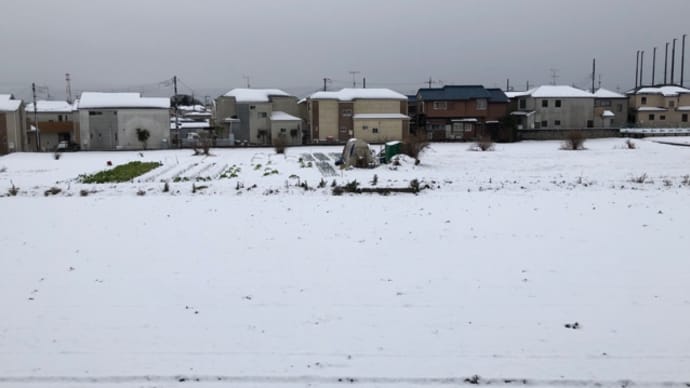 雪でしたね、とじゃがいも煮ました